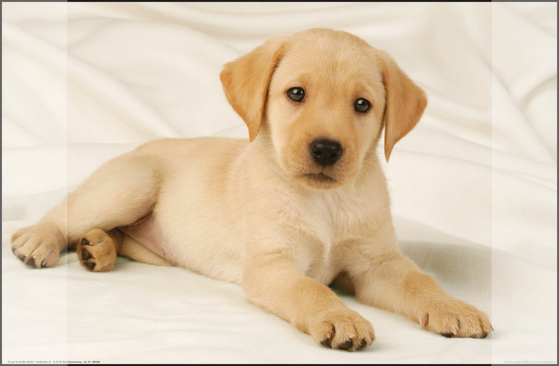 Kangaro K-0014D108 Bureauonderlegger Pp 38X58Cm Dessin Labrador Wit